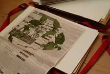 dried flower in newspaper