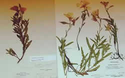 dried plant samples