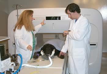 2 researchers on either side; dog in MRI