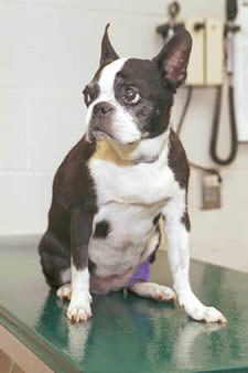 photo of Tasha