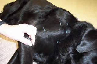 Photo of Onyx