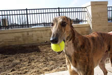 Photo of greyhound