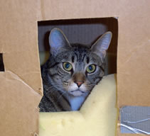 photo of cat