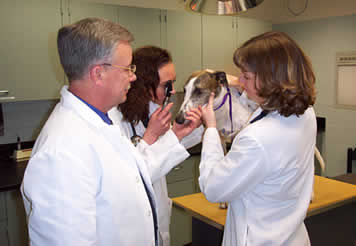 ophthalmologists