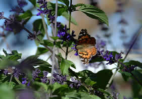 butterfly