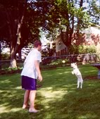 dog jumping to catch ball