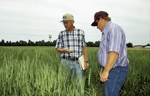 white wheat