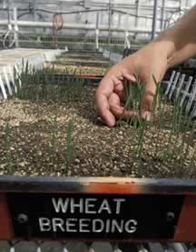 Wheat Breeding