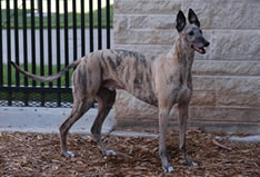 greyhound at K-State