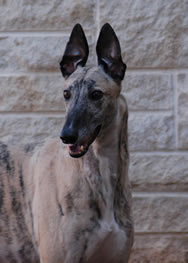 greyhound at K-State