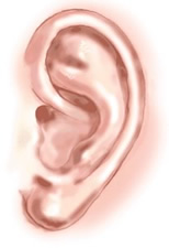 ear