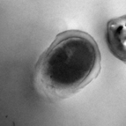 spores