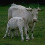 Cow and calf