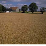 farmhouse in field