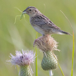 Grasshopper sparrow with grasshopper in its mouth