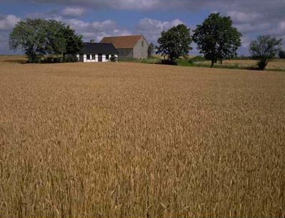 Farmhouse in field