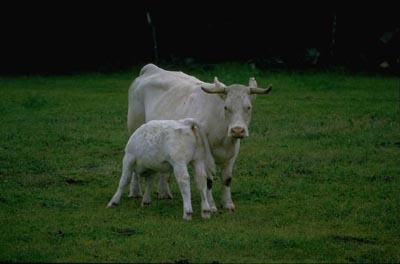 Cow and calf