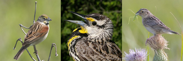 grassland birds