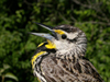An eastern meadowlark