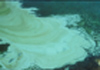 pollution in Oklahoma lake