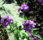 rose vervain