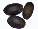 tree seeds native to Ghana