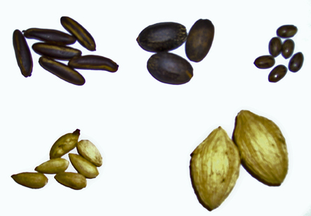 Various tree seeds researchers hope to use to make biofuels