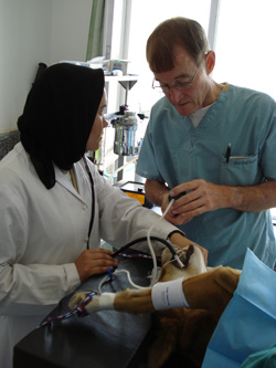David Hodgson helping vet student with a patient