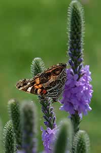 CLOSEUP OF BUTTERFLY ON FLOER