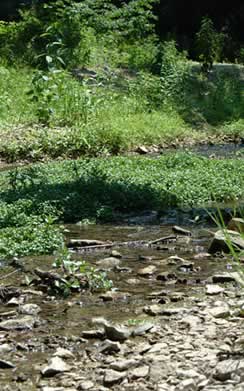 King's Creek Closeup