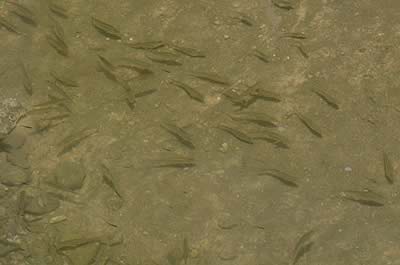 Fish swimming in water