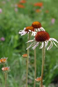 flowers close up