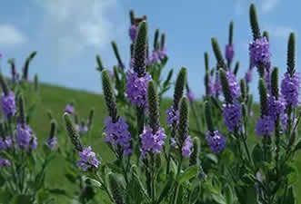 purple flowers
