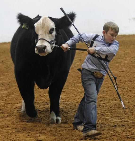 show steers | Show cattle, Showing livestock, Show steers
