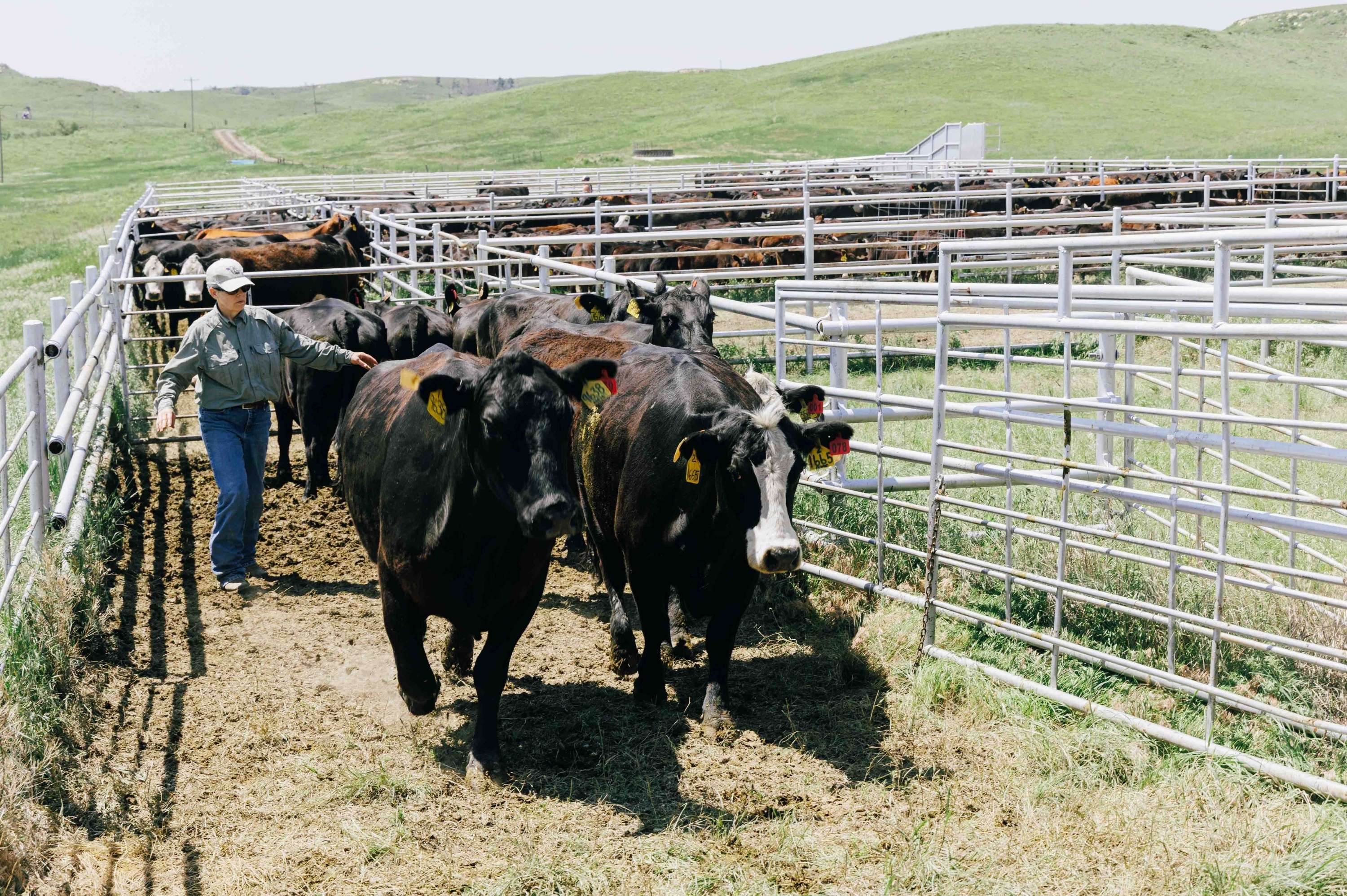 Sandy Johnson walks alongside cattle in a corral pen