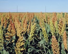 Sorghum