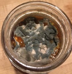 aspergillus