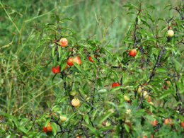 Sand Hill Plum