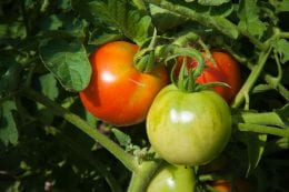 tomatoes