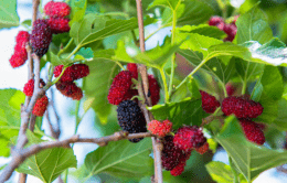 Mulberries