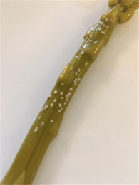 rutin on asparagus