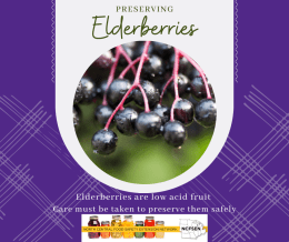 Elderberry jelly