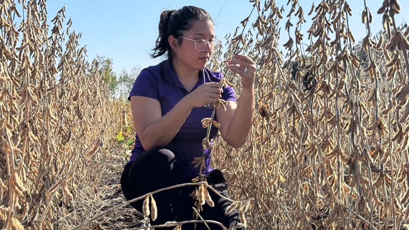 Crystal Ly in a soybean field, collecting data.