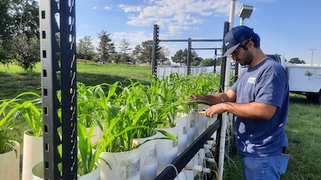 A man in a blue cap and t-shirt checks the growth of young green corn plants growing in a long row of plastic containers.
