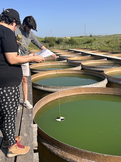 A man and a woman stand on a wooden boardwalk next to large circular tanks of green water. The man dangles a black and white secchi disc into the water while the woman writes results.