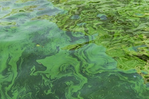 water swirls with bright green algae