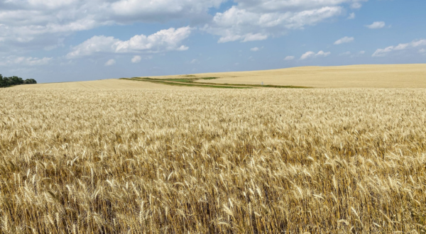 Wheat field.