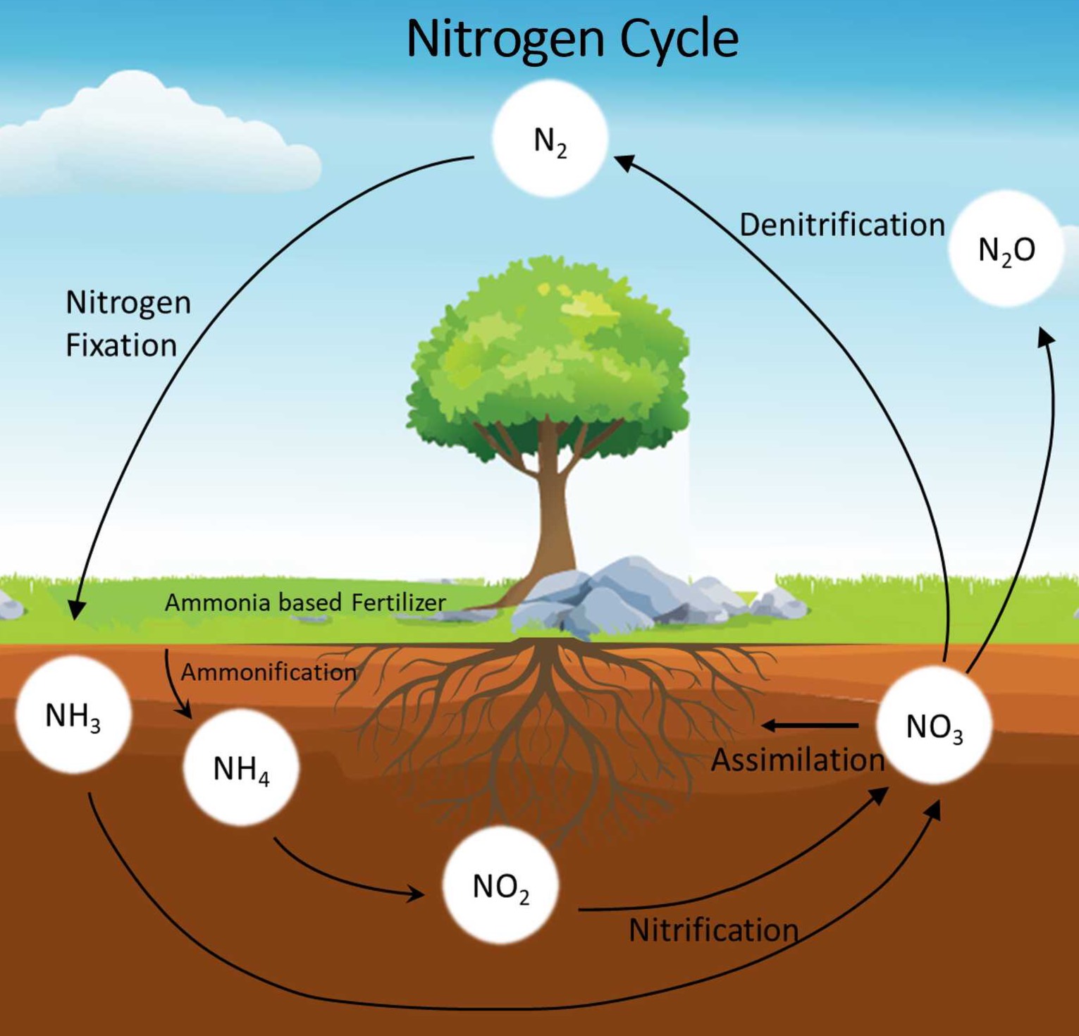 Biological nitrification inhibitor (BNI) Research Biological nitrification inhibitor (BNI) Research