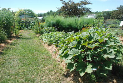 Backyard Garden