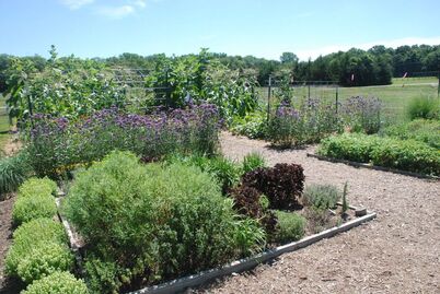 Backyard Garden